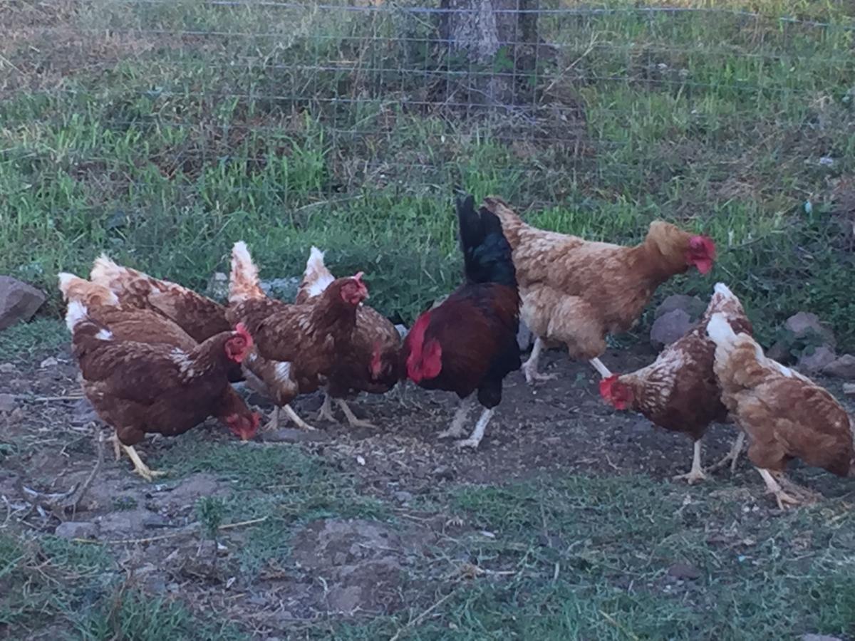Agriturismo Su Meurreddu Tratalias المظهر الخارجي الصورة