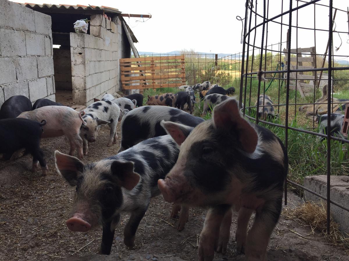 Agriturismo Su Meurreddu Tratalias المظهر الخارجي الصورة