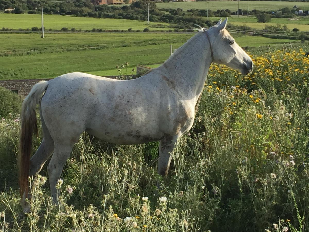 Agriturismo Su Meurreddu Tratalias المظهر الخارجي الصورة
